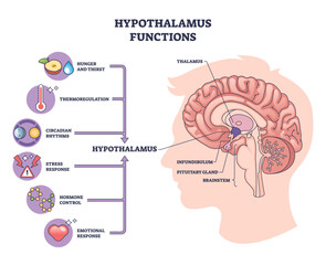Hypothalamus functions illustrated, brain profile highlights hypothalamus, pituitary gland, and thalamus linking hunger, temperature, sleep, stress, and emotions, transparent background.