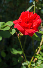 Single red rose symbolizing passion, romance, and love on a summer day