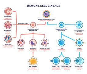 Immune cell lineage brief diagram maps stem-to-progenitor branching, showing hematopoietic stem cell splitting into myeloid and lymphoid paths, key T cell, B cell, macrophage, transparent background.