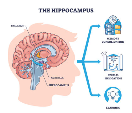 Hippocampus diagram illustrates brain anatomy driving memory, spatial navigation, and learning, key objects, hippocampus, amygdala, thalamus, transparent background.