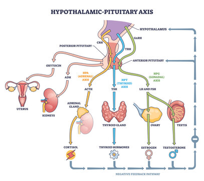 Hypothalamic pituitary axis flow visualizes hormone control linking brain and glands, key structures, hypothalamus, pituitary, thyroid, pathways and feedback shown, transparent background.