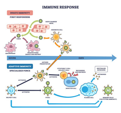 Immune response brief flow shows innate to adaptive stages with T cells, B cells, and antibodies defeating pathogens, cells interact over time from exposure to memory, transparent background.