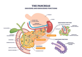 The pancreas exocrine and endocrine functions, anatomy diagram showing pancreas, islets of Langerhans, acinar cells, illustrates ducts, insulin and glucagon pathways, transparent background.