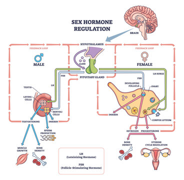 Sex hormone regulation overview illustrating hypothalamus pituitary axis controlling ovaries and testes via LH-FSH feedback loops, key objects, brain, pituitary gland, gonads, transparent background.