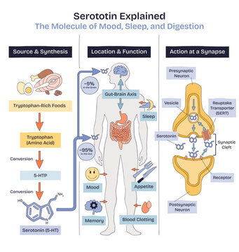 Serotonin overview maps brain gut axis and synapse action, highlighting tryptophan pathway with mood and sleep roles Doodle style diagram, transparent background.