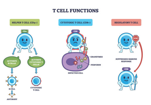 T cell functions outline depicts helper CD4, cytotoxic CD8, and regulatory cells guiding activation, killing infected cells, and suppression with arrows and labels, transparent background.