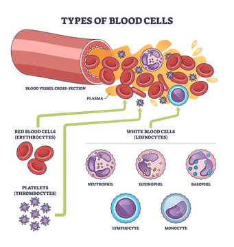 Blood cell types brief diagram shows classification and roles, key, red blood cells, white blood cells, platelets within plasma and vessel cross-section, transparent background.