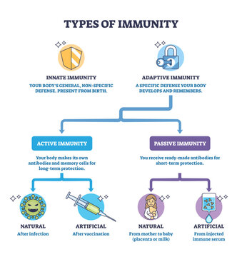 Types of immunity brief diagram comparing innate and adaptive pathways into active and passive, shield, lock, syringe highlight defenses and vaccination concept, transparent background.