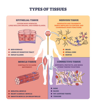 Types of tissues overview, brief diagram shows epithelial, muscle, connective, and nervous tissue around a human silhouette, key objects, neuron, muscle fiber, epithelial cells.