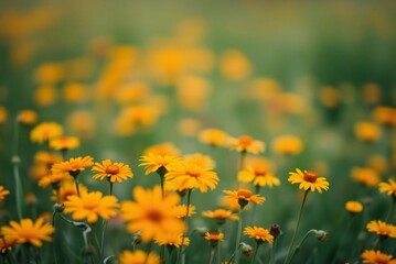 Soft Focus Field of Orange and Yellow Wildflowers, Minimalist Blurred Texture