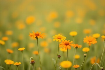 Soft Focus Field of Orange and Yellow Wildflowers, Minimalist Blurred Texture