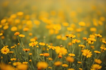 Soft Focus Field of Orange and Yellow Wildflowers, Minimalist Blurred Texture
