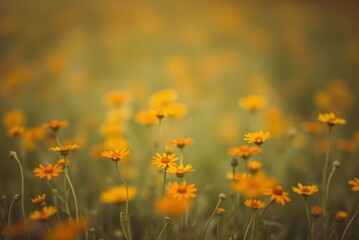 Soft Focus Field of Orange and Yellow Wildflowers, Minimalist Blurred Texture