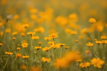 Soft Focus Field of Orange and Yellow Wildflowers, Minimalist Blurred Texture