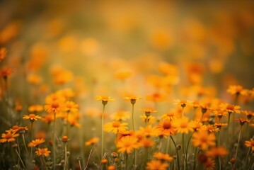 Soft Focus Field of Orange and Yellow Wildflowers, Minimalist Blurred Texture