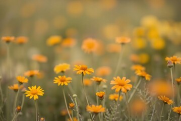 Soft Focus Field of Orange and Yellow Wildflowers, Minimalist Blurred Texture