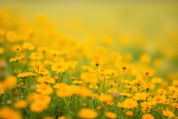 Soft Focus Field of Orange and Yellow Wildflowers, Minimalist Blurred Texture
