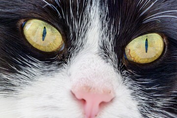 Black and white cat close-up showing hypnotic golden eyes with sharp vertical pupils. Macro portrait of feline face revealing contrast texture and mysterious animal gaze