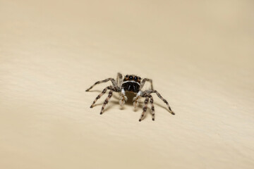 Spider on the ground
