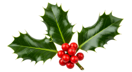 A single sprig of holly with bright red berries, isolated on transparent background