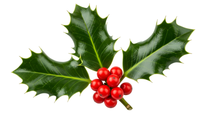 A single sprig of holly with bright red berries, isolated on transparent background