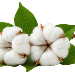 Cotton flowers with green leaves isolated on transparent background are displayed