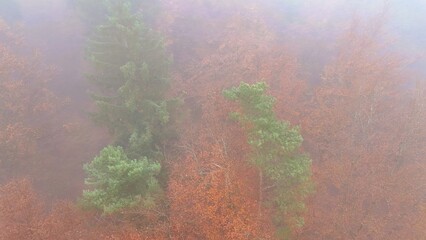 Aerial view of misty autumn forest with green and orange trees