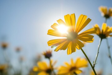 Sunlit Yellow Coreopsis Flowers 