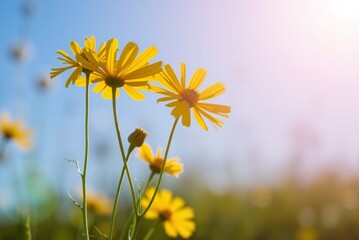 Sunlit Yellow Coreopsis Flowers 