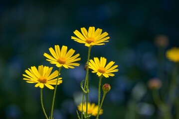 Sunlit Yellow Coreopsis Flowers 
