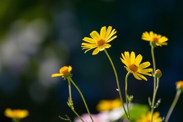 Sunlit Yellow Coreopsis Flowers 