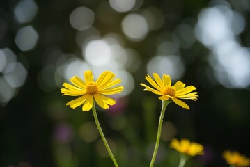 Sunlit Yellow Coreopsis Flowers 