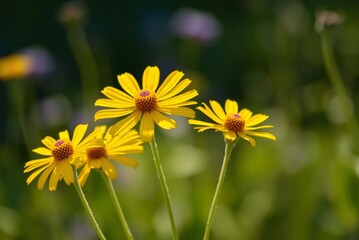 Sunlit Yellow Coreopsis Flowers 