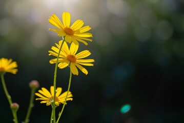 Sunlit Yellow Coreopsis Flowers 