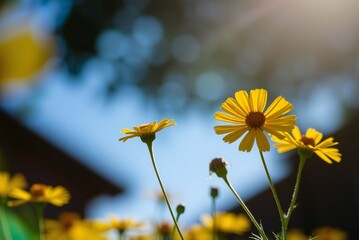 Sunlit Yellow Coreopsis Flowers 