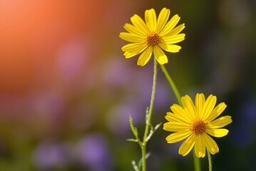 Sunlit Yellow Coreopsis Flowers 