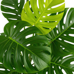 Monstera deliciosa leaves with unique fenestrations isolated on transparent background