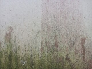 Moss and Algae Green Stain Wall Background Texture