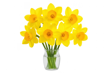 Yellow daffodil bouquet in glass vase transparent background