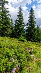 Mountain forest with Engelmann spruce and blueberry shrubs on moist alpine slope in midsummer