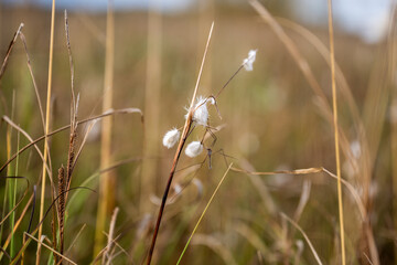 Close up of fluffy cotton grass in green meadow in Lapland Finland