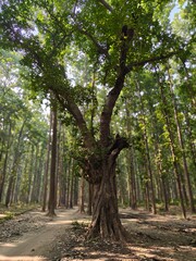 Ancient Tree in Forest: A majestic tree stands tall amidst a forest of slender, reaching trees. The sunlight filters through the leaves.