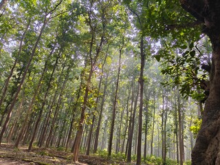 Towering Trees in Lush Forest: Explore a dense, light-filled forest, with tall trees reaching towards the sky.