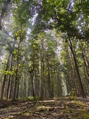 Forest Path Panorama: The forest path provides a sense of wonder, with the sun's gentle rays filtering through the tall trees. This captivating perspective brings nature's beauty to life. 