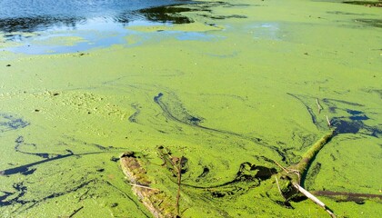 Natural algal bloom in shallow freshwater lake with green surface scum under summer sun