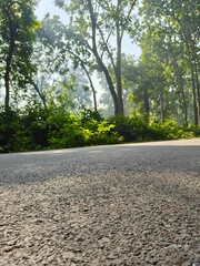 Road to Wilderness: A scenic asphalt road meanders through a sun-dappled forest, the path disappearing into the verdant embrace of nature. The photo is taken in low angle.