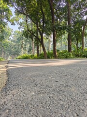 Asphalt Road Through the Trees: A smooth, asphalt road winds its way through a verdant forest, with sunlight filtering through the canopy creating a scenic view. 