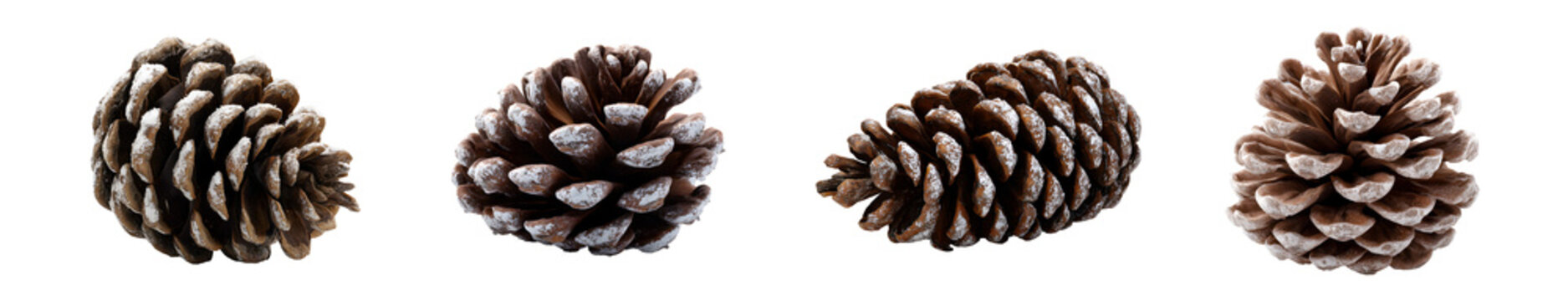 Set of snow dusted pine cones, isolated on transparent background