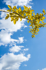Golden Autumn Leaves on Branch with Blue Sky and White Clouds