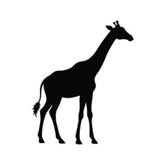 Elegant Giraffe Silhouette Standing Tall on a White Background Illustration, giraffe in savanna scene silhouette vector illustration